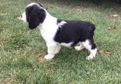 Full blooded English Springer Spaniel puppies