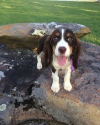 Little exceptional English Springer Spaniel puppies