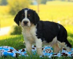 Cute English Springer Spaniel puppies for Sale