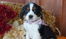 Lovely English Springer Spaniel puppies!!!