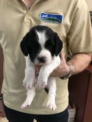 Springer puppies for sale