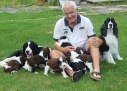 Home Raises English Springer Spaniel Puppies