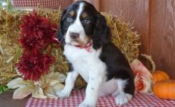 Lovely English Springer Spaniel Puppies Available
