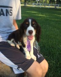 Beautiful English Springer Spaniel Puppies For Sale