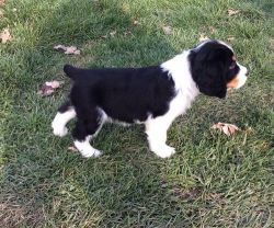 Male and female English Springer Spaniel Puppies