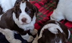 Liver and White English Springer Spaniel Puppies