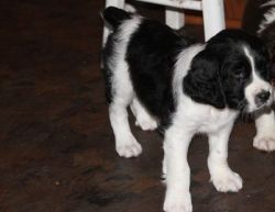 English Springer Spaniel puppies are ready