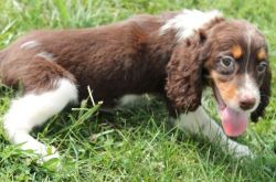 Well Socialized English Springer Spaniel Puppies