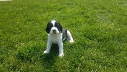 English springer spaniel pups for a reasonable price