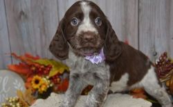 Lovely English Springer Spaniel Puppies For Sale