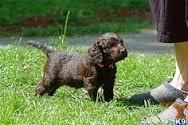 English Water Spaniel puppies for sale