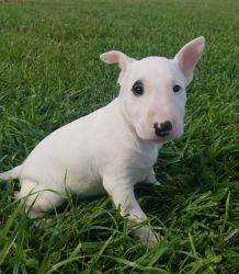 Bull Terrier Puppies 1 Male And Female