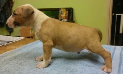 English Bull Pups For Sale