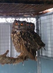 Breeding Pair Of European Eagle Owls For Sale