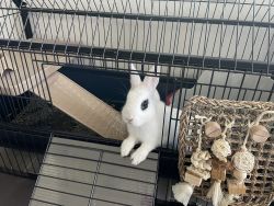 2 Rabbits Sister for Sale