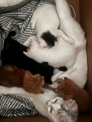 5 kittens for sale