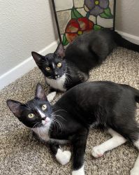 two tuxedo cats