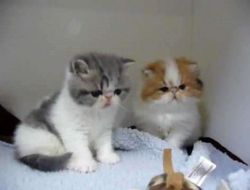 FVGTY Exotic Short hair kittens