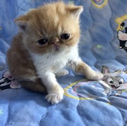 Exotic SH Kittens for sale