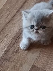 5 adorable exotic shorthair almost ready for their forever home