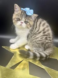 Exotic shorthair Persian kittens available