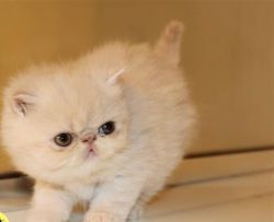 Exotic Shorthair Kittens for Sale