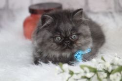Bruce- Kitten for sale
