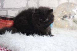 Jinx- Kitten for sale