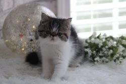 Chloe- Kitten for sale