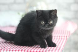 Lola- Kitten for sale