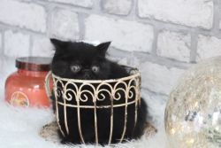 Callie- Kitten for sale