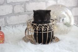 Marianna- Kitten for sale