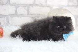 Murphy- Kitten for sale