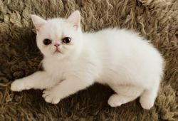 Beautiful Copper-Eyed White Exotic Shorthair Male Kitten