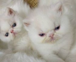 Super sweet Exotic shorthair Persian kittens