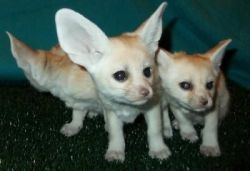 Fennec Foxes for sale