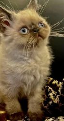 Beautiful Exotic Shorthair Kittens