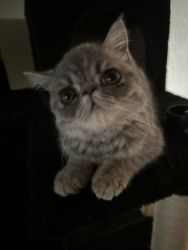 Adorable Exotic Shorthair