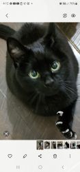 Male neutered black cat xxx-xxx-xxxx