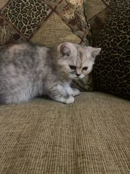 Toffee - Diluted Calico Tabby Exotic