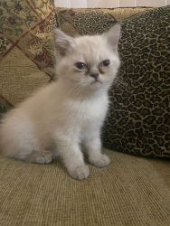 Sugar - Color Point Exotic/Persian Female Kitten