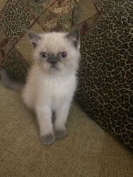 Marshmallow - Color Point Exotic/Persian Male Kitten