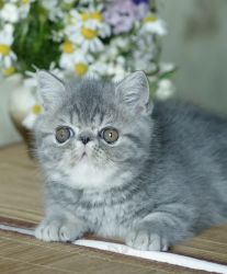 Exotic shorthair kitten