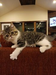 CFA registered Exotic Shorthair Female Kitten