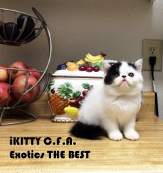 Cfa Exotic Shorthair Kittens Available Happy Thanksgiving & Christmas