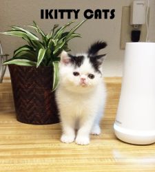 Exotic Shorthair Kitten CFA Black & White MERRY CHRISTMAS