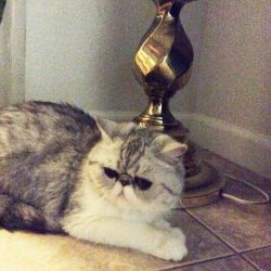 Silver Blue Spotted Tabby & White ExoticShorthair Female ADULT CAT
