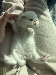 Exotic shorthair for reserve