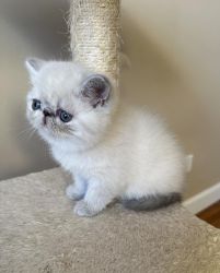 Pure Breed Male & Female Exotic Shorthair Kittens