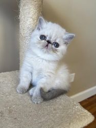 Pure Breed Exotic Shorthair Kittens For Sale